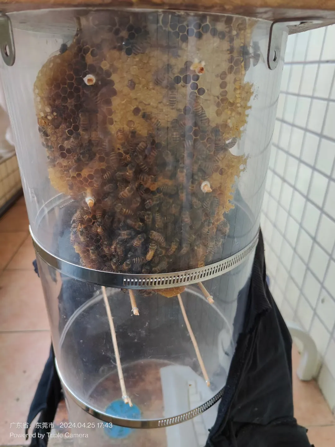 养了一些蜜蜂